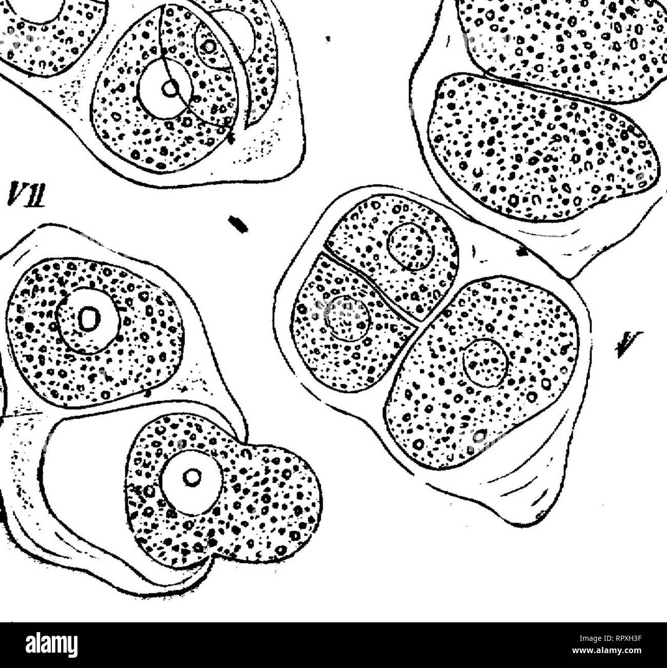 . Libro di testo di botanica, caratteristiche morfologiche e fisiologiche. La botanica. FlG. 377.-un polline-sac oiAlthaa rosea visto dal lato, m il archesporium; B sezione trasversale di un promotore antera- lobo che mostra i due il polline-sac, m la madre-celle del polline, ancora in un regno in un tessuto, in B già suddivise ciascuna in quattro pollini-celle, " il tapetum del polline-sac. Ogni antera-lobo, costituito da due polline-sac, è qui portati su di un ramo lungo del filamento. lobi, ciascun nucleo formante il centro di uno dei lobi, mediante la crescita interna della parete spessa della madre-cella; la formazione contemporanea di Foto Stock
