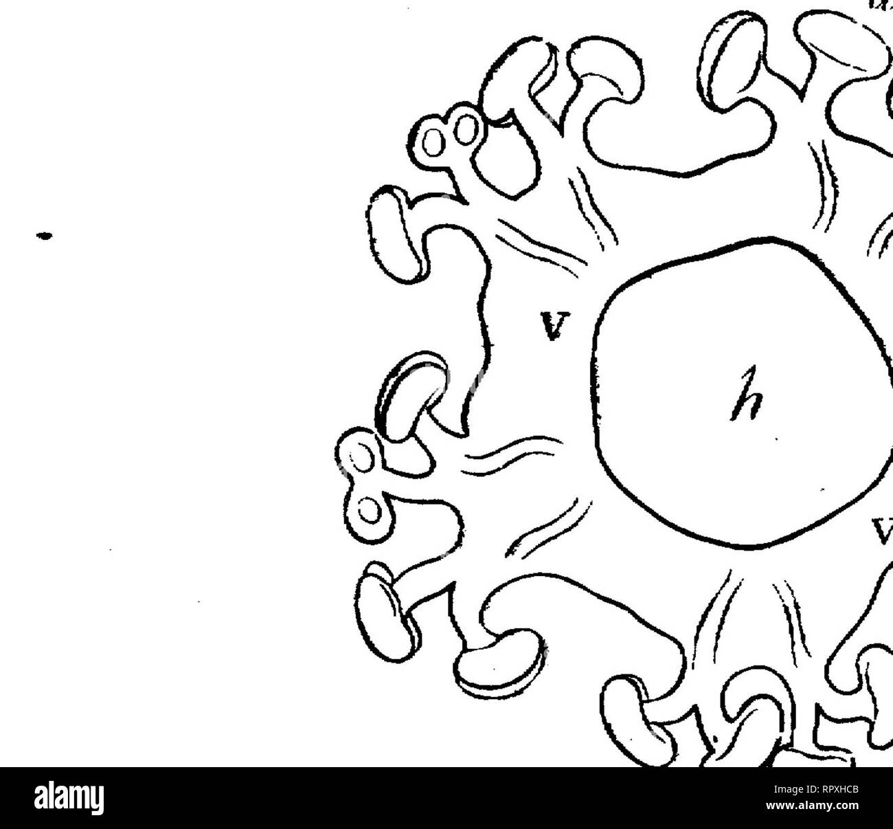 . Libro di testo di botanica, caratteristiche morfologiche e fisiologiche. La botanica. Angiosperme. 547 maturo, i filamenti vengono visualizzati come se essi scaturiva dall'interno del 'cade; nelle prime fasi di sviluppo dimostrano tuttavia che la cade-foglie e gli stami molla in successione e separatamente dal recipiente; non è fino a un periodo successivo che crescita intercalary inizia in corrispondenza della parte del contenitore dal quale sia la molla; in questo modo una lamella cresce fino che strutturalmente definisce la porzione basale del cade-foglia, e che al tempo stesso porta la stame, in modo che l'aspetto sia delle prese Foto Stock