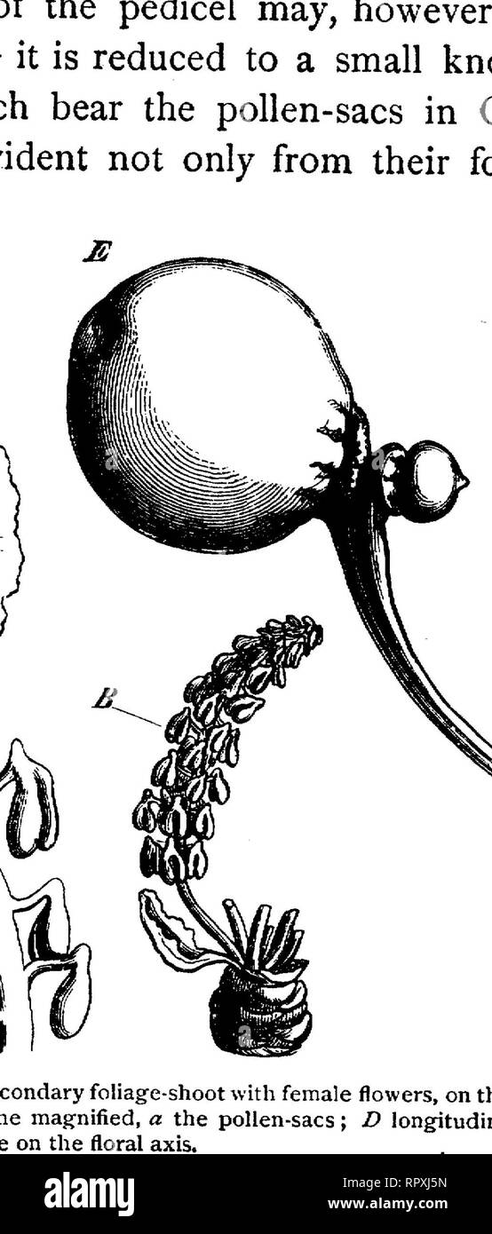 . Libro di testo di botanica, caratteristiche morfologiche e fisiologiche. La botanica. FIG. 348.-Taxus baccata; un fiore maschile (ingrandita), un polline-sac ; B un stame visto da sotto con il polline aperto-sac ; c pezzo di una chioma-shoot con foglie*, dall'axil delle molle che il fiore femmina, s la sua busta di scale, sk il terminale ovulo ; D sezione longitudinale dello stesso (ingrandita), ho tegumentali, kk nucellus dell'ovulo, x un rudimentale ovulo ascellare; e a una sezione longitudinale attraverso una più matura di ovulo prima della fecondazione, ho integu- ment, kk nucellus, e endosperma, m aril,* s scale superiore della busta Foto Stock