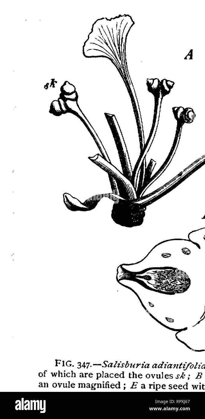 . Libro di testo di botanica, caratteristiche morfologiche e fisiologiche. La botanica. C0N1FERM. 513 angiosperme; in Araucaria e una resina dammar, d'altro canto, la salsiccia lunga- polline sagomato-sac appendere in numeri più grandi libera al di sotto del peltate arto. La parete del polline-sac di solito è delicato, e infine dehisces longitudinalmente per permettere la fuoriuscita del polline di grani, che sono prodotte in numero straordinariamente elevato, poiché essi hanno di solito per essere trasportato dal vento a organi femmina dello stesso o di un altro albero. Il polline di grani che capita di cadere sulla apertura del micropyle degli ovuli sono Foto Stock