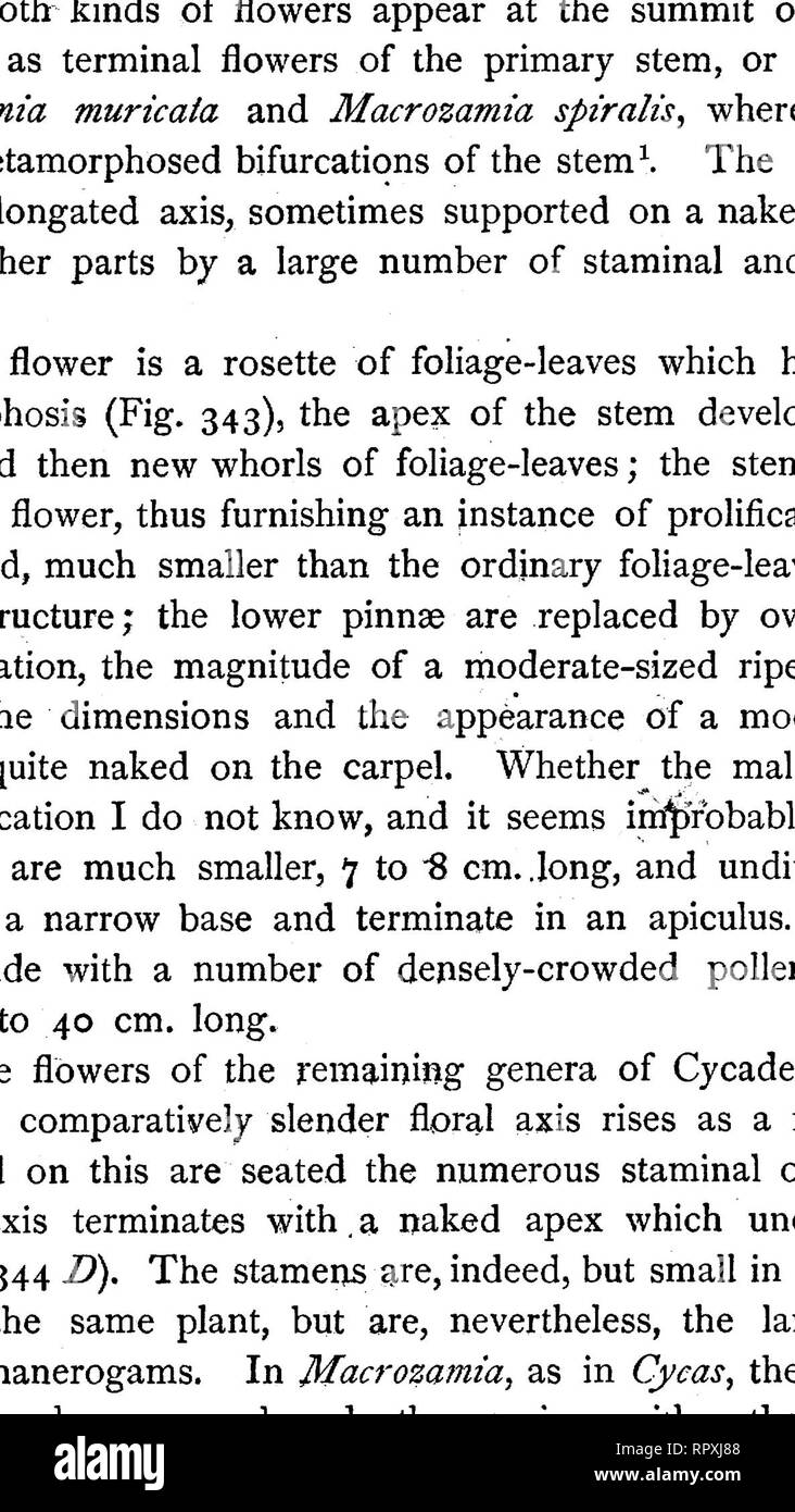 . Libro di testo di botanica, caratteristiche morfologiche e fisiologiche. La botanica. S°4 fanerogame, persistenza, diventando lignified e spesso molto difficile. I numerosi polline-sac sul lato inferiore degli stami di solito sono raccolti in piccoli gruppi numerazione a partire da due a cinque, come i sori di felci, questi di nuovo la formazione di gruppi di grandi dimensioni sul lato destro e sul lato sinistro del battente. Il polline-sac sono globosi o ellissoidale, solitamente di circa 1 mm. in dimensione e sono fissati con una base ristretta al lato inferiore della stame; Karsten afferma che in Zamia spiralis sono anche sgambate. Essi dehisce longitudinalmente e sono io Foto Stock
