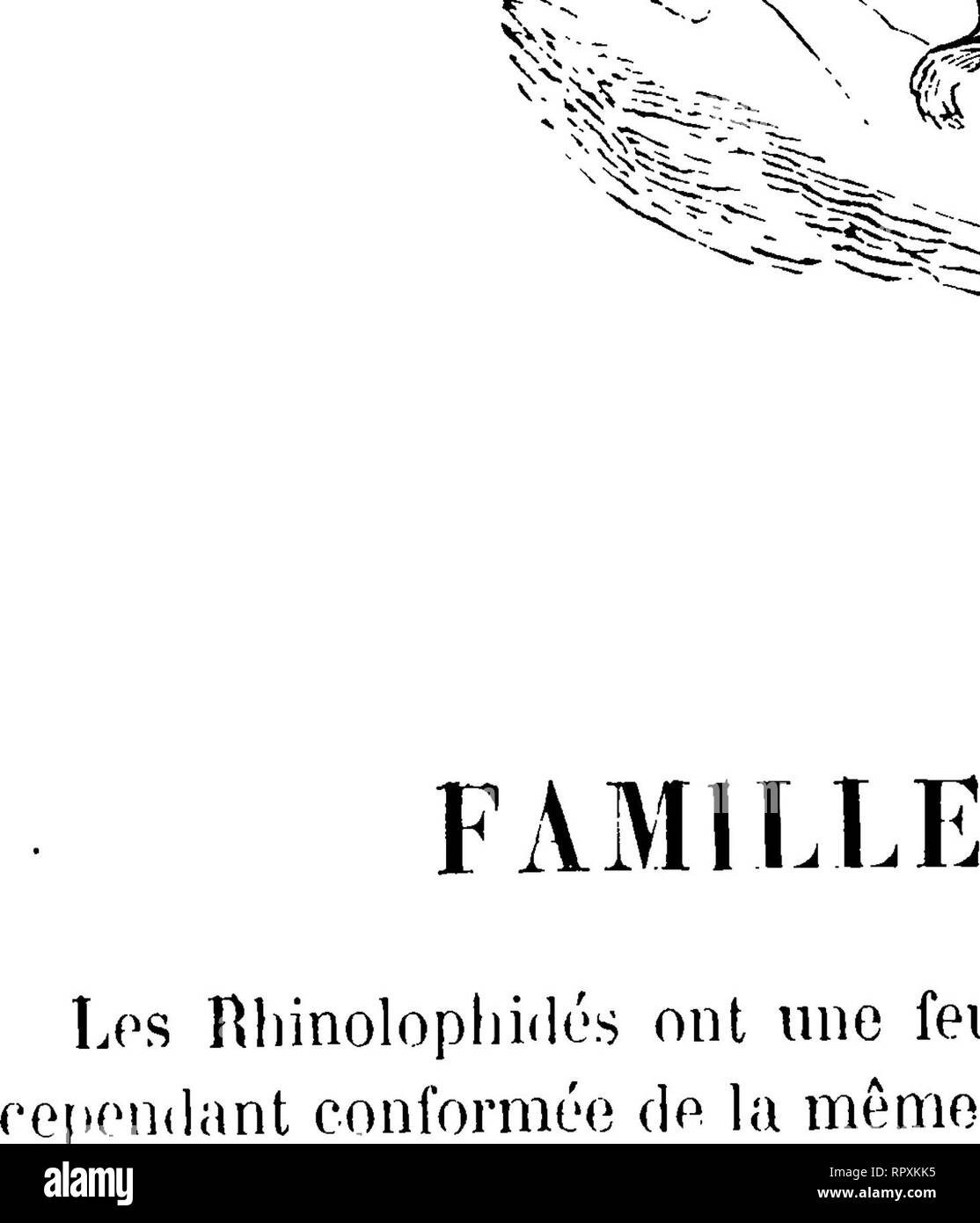 . Histoire Naturelle des mammifères, avec l'indicazione de leurs moeurs et de leurs rapports avec les arts, le commerce et l'agricoltura;. Mammiferi. La FAMILLE DES HIIINOLOPHJDES. 201 GENERE MÉGADEHME (Megaderma, E. Geoffroy). La série des Rlnnolophidés com- mence par des espèces à membrana interfémorale très-ampio quoique dépourvues de coda, à oreilles également fort développées, mais non réunies sur la ligne médiane et dont l'o- reillon considérable est. Ges espèces ont les narines surmontées d'une"feuille nasale, et cette"feuille est grande et compliquée. Ge sont les Mégadermes, Animaux exclusi Foto Stock