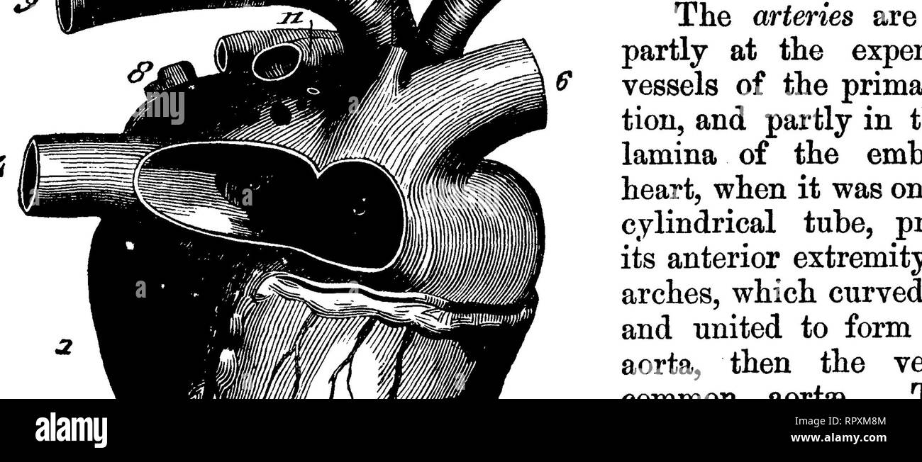 . La anatomia comparata degli animali domestici. Anatomia Veterinaria. Il F(ETU8. 917 il cardinale anteriore vene; e due posteriori, il cardinale posteriore vene. Le vene del medesimo lato si uniscono a due a due, da cui risultano i condotti Guvierian; questi si aprono trasversalmente nella omphalo-trunk mesenterica vicino alla cavità auricolari. Il cardinale anteriore vene questione dal cranio; essi formano le vene giugulare, e comunicano per mezzo di un procedimento di anastomosi che si estende trasversalmente. Pianta della AOETA e i suoi archi presso un, inizio periodo. 1, truncus arterioso, con una coppia di archi aortica, e punteggiata Foto Stock