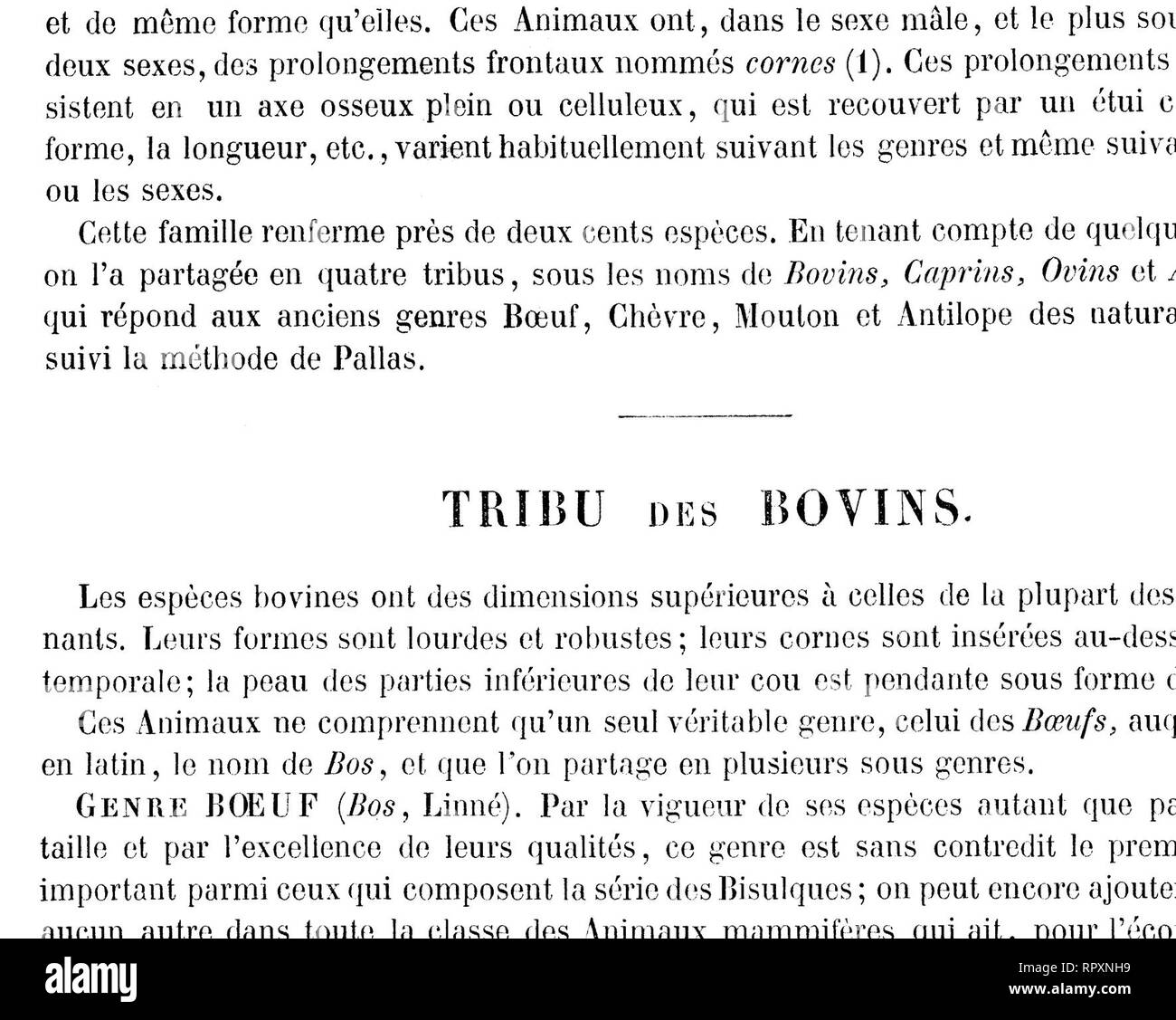 . Histoire Naturelle des mammifères, avec l'indicazione de leurs moeurs et de leurs rapports avec les arts, le commerce et l'agricoltura;. Mammiferi. La FAMILLE DES BOVIDÉS. 175 Tout porte à penser cependant que l'Asie est la primitiva patrie du Boeuf, comme elle est aussi celle du Zébu, du Buffle, de l'Yack, ecc. C'est en effet d'Asie que sont venus beaucoup de nos Animaux domestiques, mais Ils sont lombo d'appartenir également mêmes aux régions de ce continente, et l'Homme un asservi certainement d'autres espèces qu'il a prezzi dans les autres parti du monde.. Boeufs domestiques {Biancheria Taureau et Vaches) Foto Stock