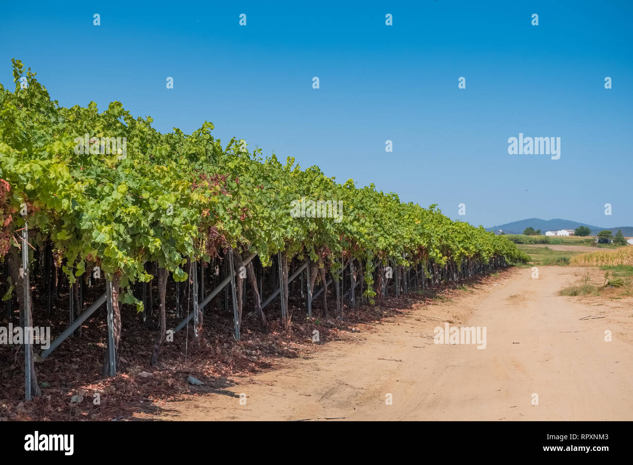 I campi di uve di vitigno pensili con speciale di uve da tavola senza semi interna Foto Stock