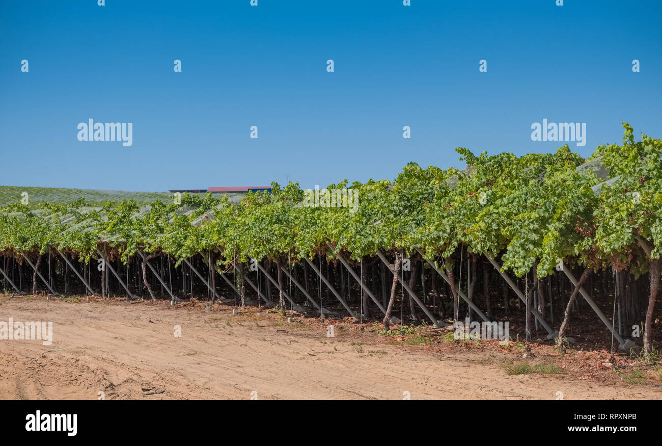 I campi di uve di vitigno pensili con speciale di uve da tavola senza semi interna Foto Stock