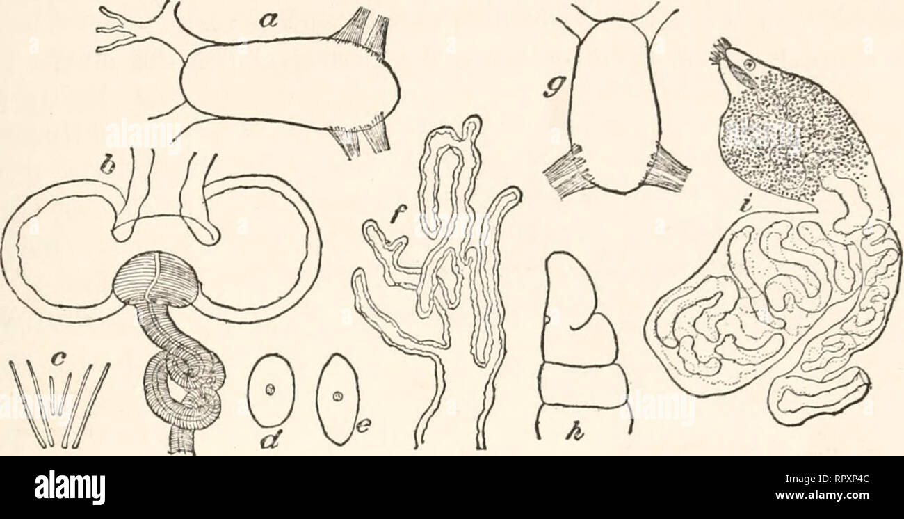 . L'Alaska. Storia naturale -- Alaska; spedizioni scientifiche; Alaska. ENCHYTR^ID^ 117. Fig. 77. Formula di Fridericia santcEbarbarce. Località. - Due esemplari di Santa Barbara in California, maggio 1898. In suolo di giardino. I campioni essendo in cattivo stato di preser- vation ha reso impossibile accertare la struttura delle celle chylus. Formula di FRIDERICIA POPOFIANA sp. nov. Text-figg. 78 e 79. Definizione di lunghezza di circa 18 mm., larghezza 5 mm. Somiti oltre 45. Setse quattro in un fascicolo, interna a quelli più piccoli. Frostomium blunt, arrotondato, leggermente rugose. Clitellum piccole, non prominente delle papille piccole. Peptonephridia wi Foto Stock