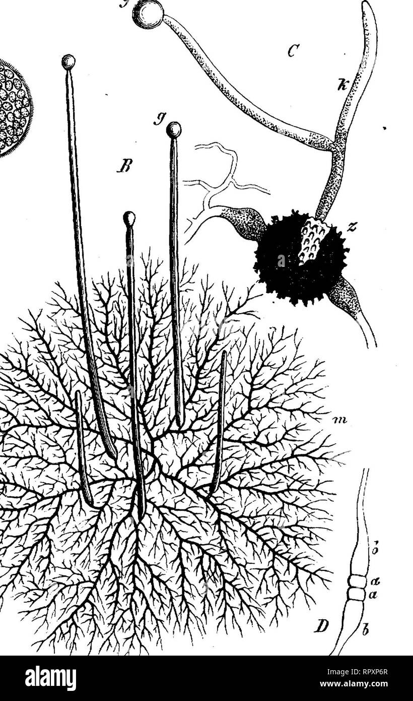 . Libro di testo di botanica, caratteristiche morfologiche e fisiologiche. La botanica. 266 THALLOPHYTES. un tipo diverso, i filamenti rottura mediante la formazione di setti in corti segmenti, che diventano poi arrotondato, e sono in grado, in condizioni favorevoli per la produzione di nuovo il micelio. Questo spiega la produzione del cosiddetto Mucor-lievito (da Mucor racemojuj1), che reca una sorprendente somiglianza con il vero lievito (Saccharo- myces); miceliali gonidia può moltiplicare per un lievito-come erba quando posta in un inadeguato fluido nutriente. Il micelio ha il potere, in particolari circostanze, di raggiungere la m Foto Stock