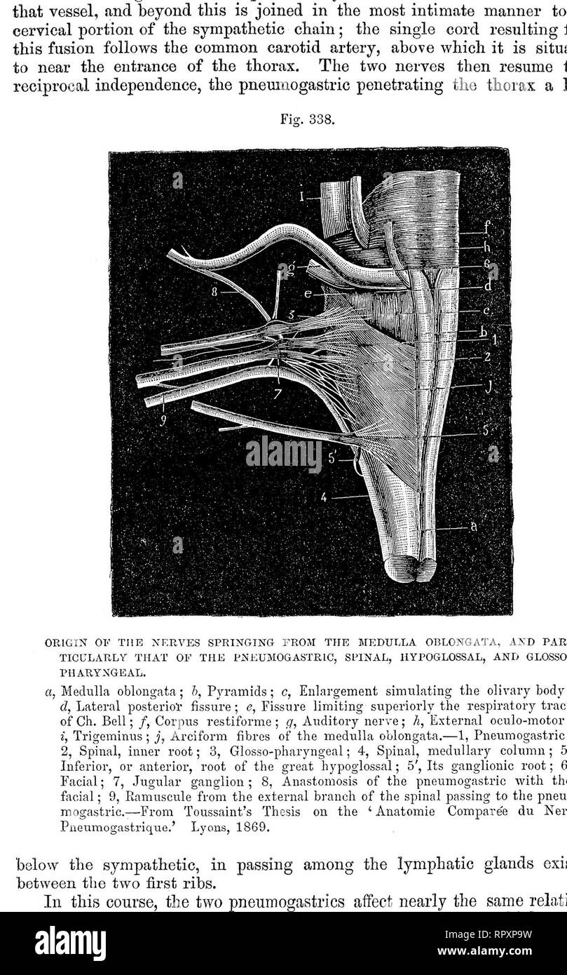 . La anatomia comparata degli animali domestici. Anatomia Veterinaria. La OB CRANIALE NEBVES encefaliche. Fig. 339. 731. PNEUMOGASTRIC nervo, con i suoi rami NELLA PARTE SUPERIORE DEL COLLO. a, (esofago; 6, Trachea; c, carotide comune; d, interna arteria mascellare; e^ glosso-arteria facciale; 1, 1, Pneumogastric nervo; 2, Spinale accessorio; 3, Glosso-. Si prega di notare che queste immagini vengono estratte dalla pagina sottoposta a scansione di immagini che possono essere state migliorate digitalmente per la leggibilità - Colorazione e aspetto di queste illustrazioni potrebbero non perfettamente assomigliano al lavoro originale. Chauveau, Auguste, 1827- Foto Stock