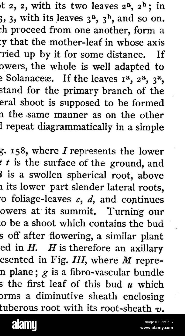 . Libro di testo di botanica, caratteristiche morfologiche e fisiologiche. La botanica. FIG. 159.-sviluppo della figura di Ftcus carica (dopo il pagatore: Organogenic de la fleur). FIG. 160.-sviluppo del fiore di Rosa alpina (dopo il pagatore Organogenie de la fleur). sviluppa; ma la crescita anormale aumenta in molti casi in misura tale che il punto apicale eventualmente sta alla base di una profonda depressione, le cui pareti risultano da vecchie masse di tessuto, che propriamente giacciono sotto l'apice, crescente verso l'alto e globale del Vertice stesso. Questo si verifica per esempio nello sviluppo della fig, che come sho Foto Stock