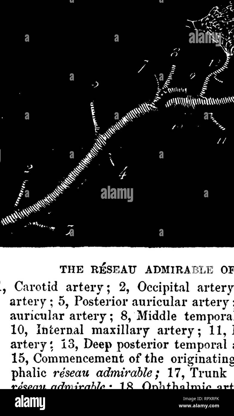 Solipedi . La anatomia comparata degli animali domestici. Anatomia Veterinaria ...