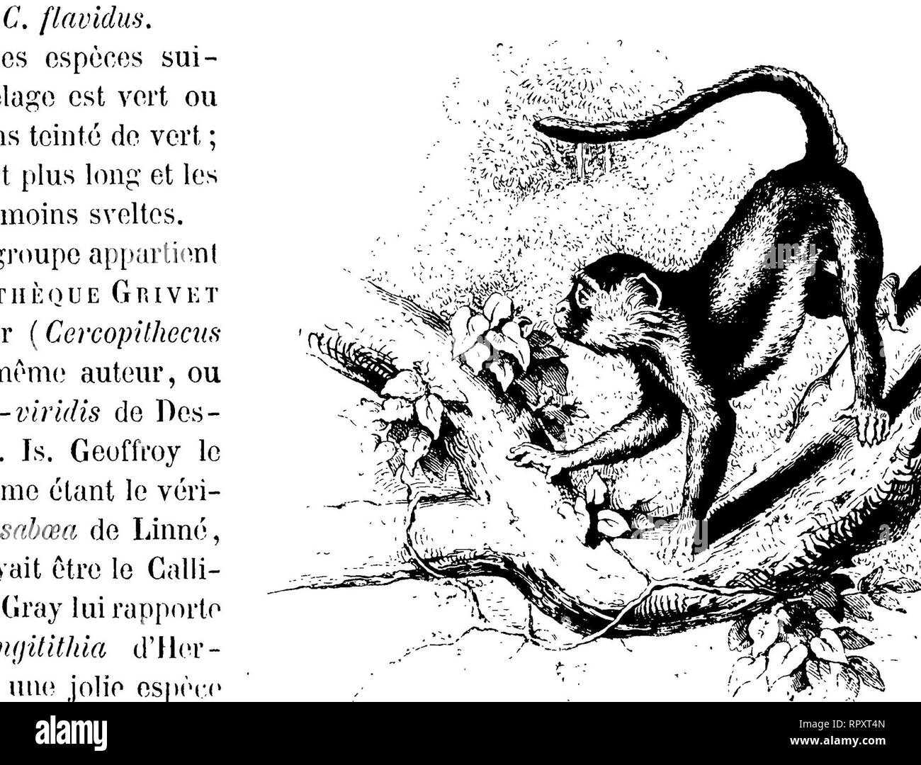 . Histoire Naturelle des mammifères, avec l'indicazione de leurs moeurs et de leurs rapports avec les arts, le commerce et l'agricoltura;. Mammiferi. 76 0H A CAUSA DES primati. côtés de la tète de longs poils blancs dirigés en arrière ; ses parti inférieures sont blanches y compris le menton, et elle n'a pas comme le Vervet des poils roux autour de l'ano ; le mâle un le scroto vert. Le unità organizzativa Grivet Lo Strinare de Saba vit en Nubie, sur les bords du Nil blanc et en Abyssinie. Su l'amène vivant en Europa, et son espèce un plusieurs fois reproduit dans nos Ménageries. Les anciens Égyptiens ont connu le grive Foto Stock