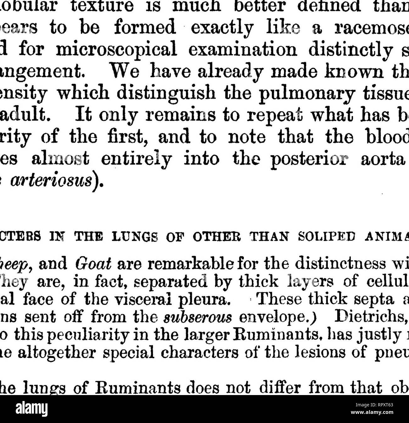 . La anatomia comparata degli animali domestici. Anatomia Veterinaria. Polmone di pecora; 1, polmone destro; 2, sinistra vista inferiore del polmone; 3, Trachea; 4, cuore; 5, arterie carotidee; 6, posteriore della vena cava. Fig. 242. 1, il ventricolo destro; 2, ventricolo sinistro; 3, destra oreillette; 4, padiglione auricolare sinistro; 6, arteria polmonare; 6, arteria polmonare destra; 7, sinistra pul- monary arteria; 8, legamento del dotto arterioso; 9, Arco di aorta; 10, per la vena cava superiore; 11, arteria innominata; 12, destra vena succlavia, con l'arteria dietro di esso; 13,'arteria carotide comune destra e vena; 14, a sinistra della vena innominata; 15, sinistra caro Foto Stock