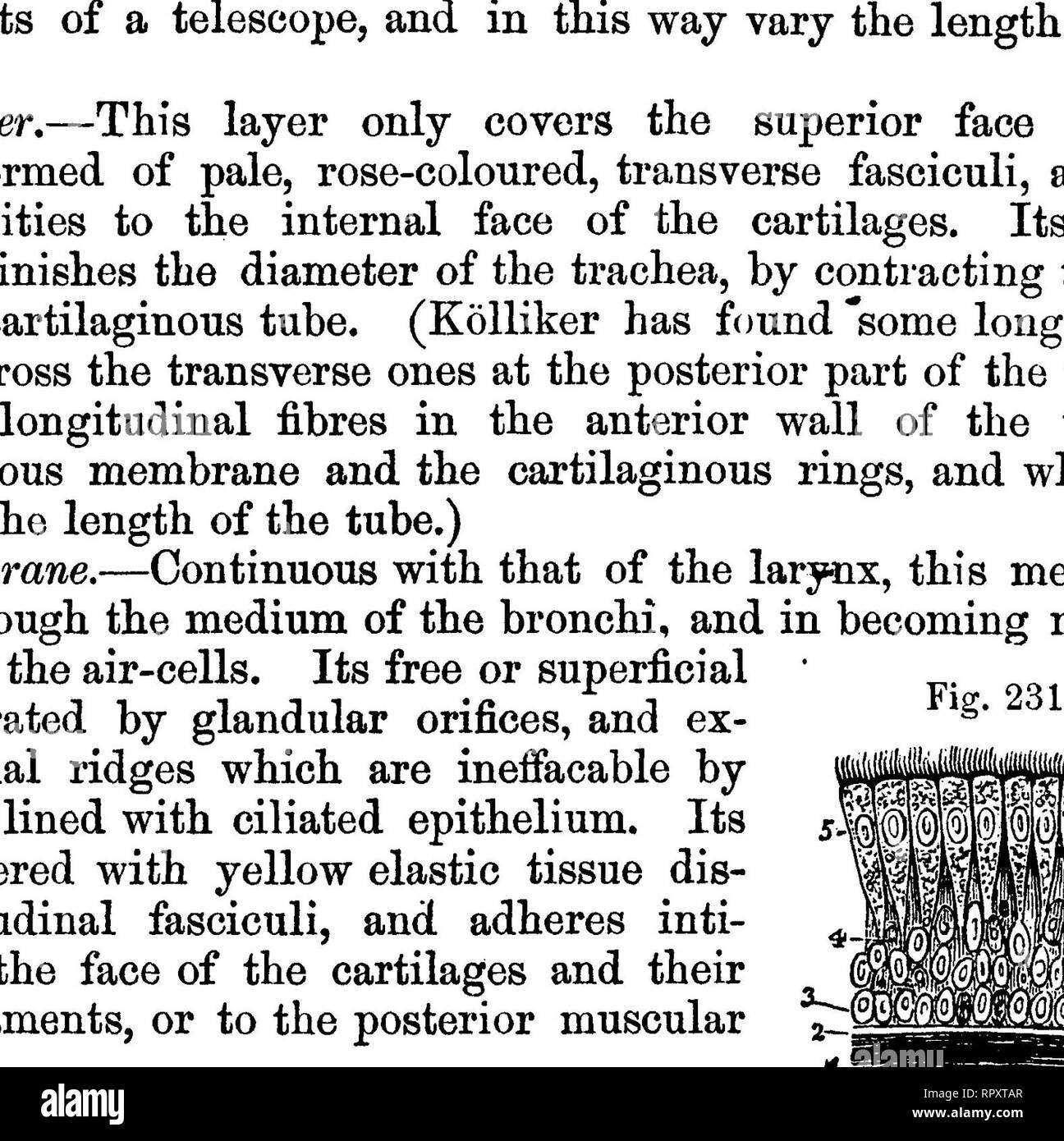 . La anatomia comparata degli animali domestici. Anatomia Veterinaria. 4o0 IL BESPIEATOBY APPABATUS IN MAMMALIA. dell'arteria brachiale-alimentazione di sangue. I suoi nervi provengono da le ricorrenti; essi mostrano i gangli di piccole dimensioni sulla loro via. Funzioni.-tranne che come un tubo per il passaggio di ispirata e aria espirata, trachea non esegue alcuna altra funzione. 3. I bronchi. (Fig. 232.) Preparazione.-Dopo la rimozione del polmone dalla cavità toracica, essa viene riempita con acqua mediante fissaggio di trachea per acqua di rubinetto. I bronchi può quindi essere dissecato mediante strappo e triturando il tessuto polmonare. Ogni o Foto Stock