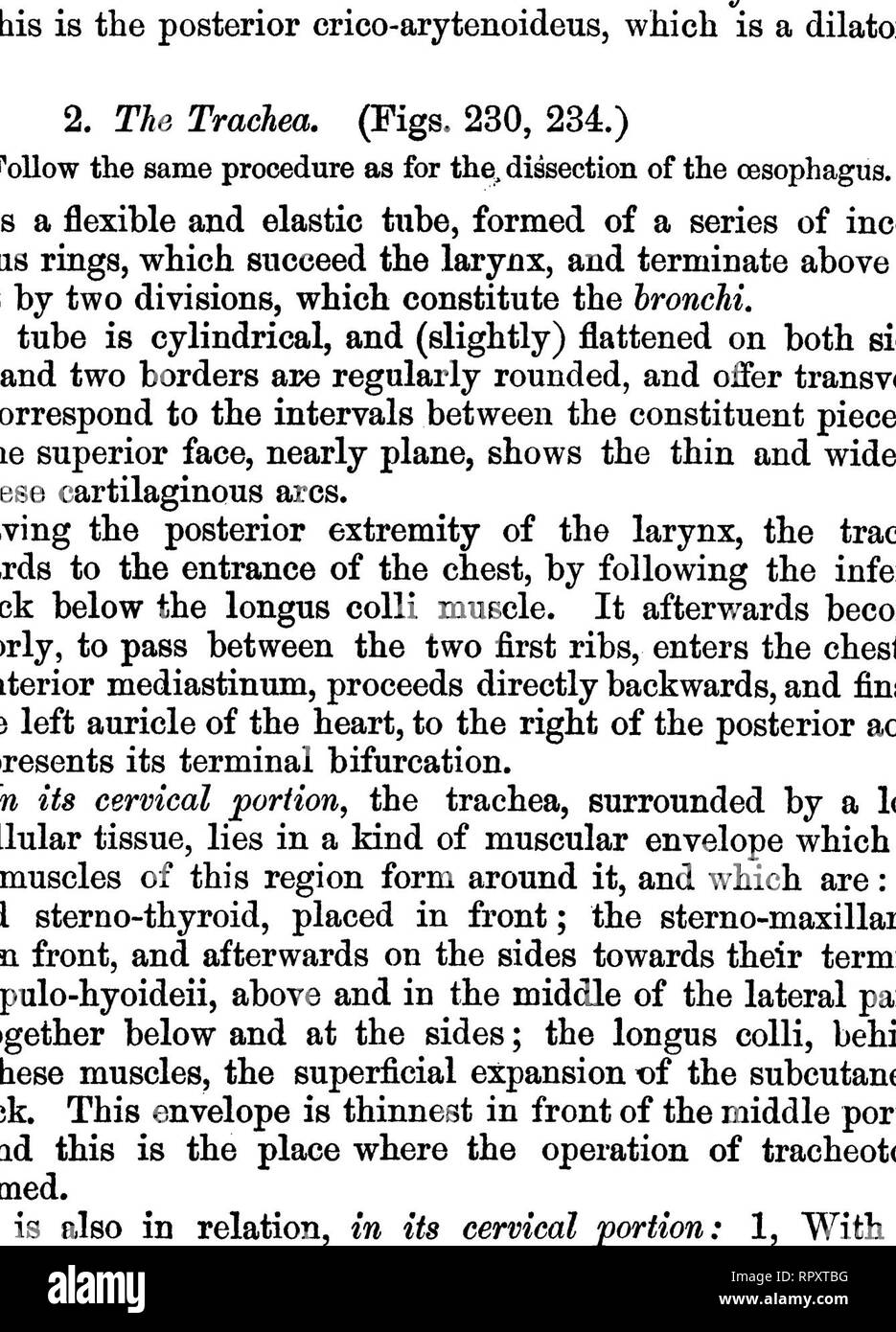 . La anatomia comparata degli animali domestici. Anatomia Veterinaria. 458 L'APPARECCHIATURA BESPIBATOBY IN MAMMALIA, sinistra, il arcli dell'aorta e il condotto toracico. Quest'ultimo è talvolta portati verso il lato opposto. Struttura.-La trachea comprende nella sua struttura: gli anelli cartilaginei che costituiscono la sua base; i legamenti che uniscono questi anelli; la mucosa si sviluppa su una sua faccia interna; uno strato muscolare, che solo le linee che la membrana superiormente; e delle navi e nervi. Fig, 230.. Gli organi respiratori; inferiore, o vista frontale. 1, Trachea; 2, la vena giugulare; 3, Grande rectus ant Foto Stock