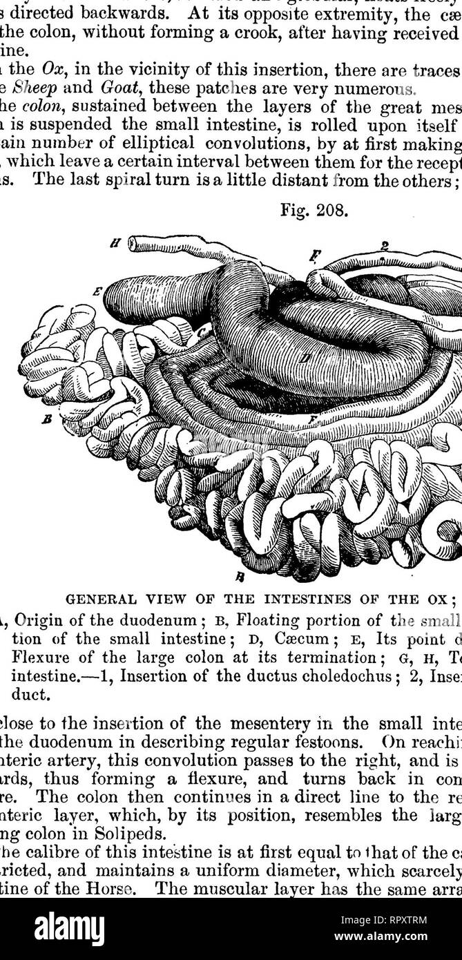 . La anatomia comparata degli animali domestici. Anatomia Veterinaria. 416 L'apparato digerente IN MAMMALIA. dell'addome e successivamente sospeso dalla breve frsenum mesenterica che ricorda il grande coliche del mesenterio di solipedi. È degno di nota che la grande arteria mesenterica va alla Fig. 209. In primo luogo, e la piccola mesen- teric alla seconda porzione, come nel cavallo. Misurata in tutta la sua estensione, dal csecal cul-de-sac per l'ano, il grande intestino del bue è da 33 a 39^ piedi. Pertanto, è più lunga rispetto a quella del cavallo; ma la sua capa- città è m Foto Stock