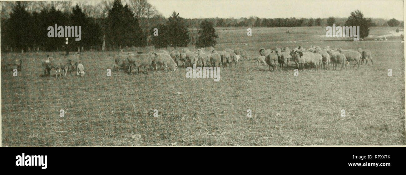 . In Alabama. L'agricoltura. ALABAMA pagina sette. Pecore sul pascolo invernale. Questo taglio oltre la sezione e non vi è alcuna necessità per il nuovo arrivato ad esperimento o rischiare su uno qualsiasi dei metodi di allevamento. Tutto ciò che è necessario per lui a fare è di seguire le informazioni così fissato ed egli sarà assicurato il successo. Come un concreto esempio di che cosa questi cut-over terre sono in grado, potrebbe essere detto che cinque anni fa le arachidi sono state coltivate solo come un raccolto di pascolo e relativamente pochi capi di bestiame sono state sollevate anche se pochi sono stati ammessi alla gamma wild. Nel 1918 dieci contee del sud-est Alabama prodotta 12,763,000 Foto Stock