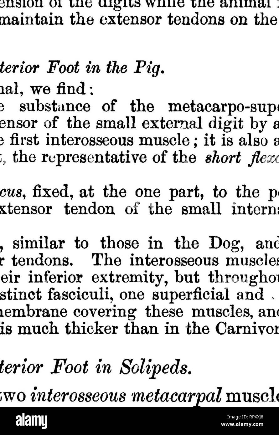 . La anatomia comparata degli animali domestici. Anatomia Veterinaria. I muscoli degli arti ANTEBIOB, 279 D. I muscoli del piede anteriore in Buminants. Questi animali non hanno muscoli, propriamente parlando, nella regione del piede; infatti, dobbiamo solo trovare in essi il legamento supensory del fetlock, che è il interosseous delle due cifre completo. Confronto tra la mano dell'uomo con quella degli animali. I muscoli della mano d'uomo sono numerosi e ben sviluppata e di conseguenza la portata e la varietà dei movimenti delle sue varie parti. Essi sono suddivisi in tre gruppi: l'esterno, o Foto Stock