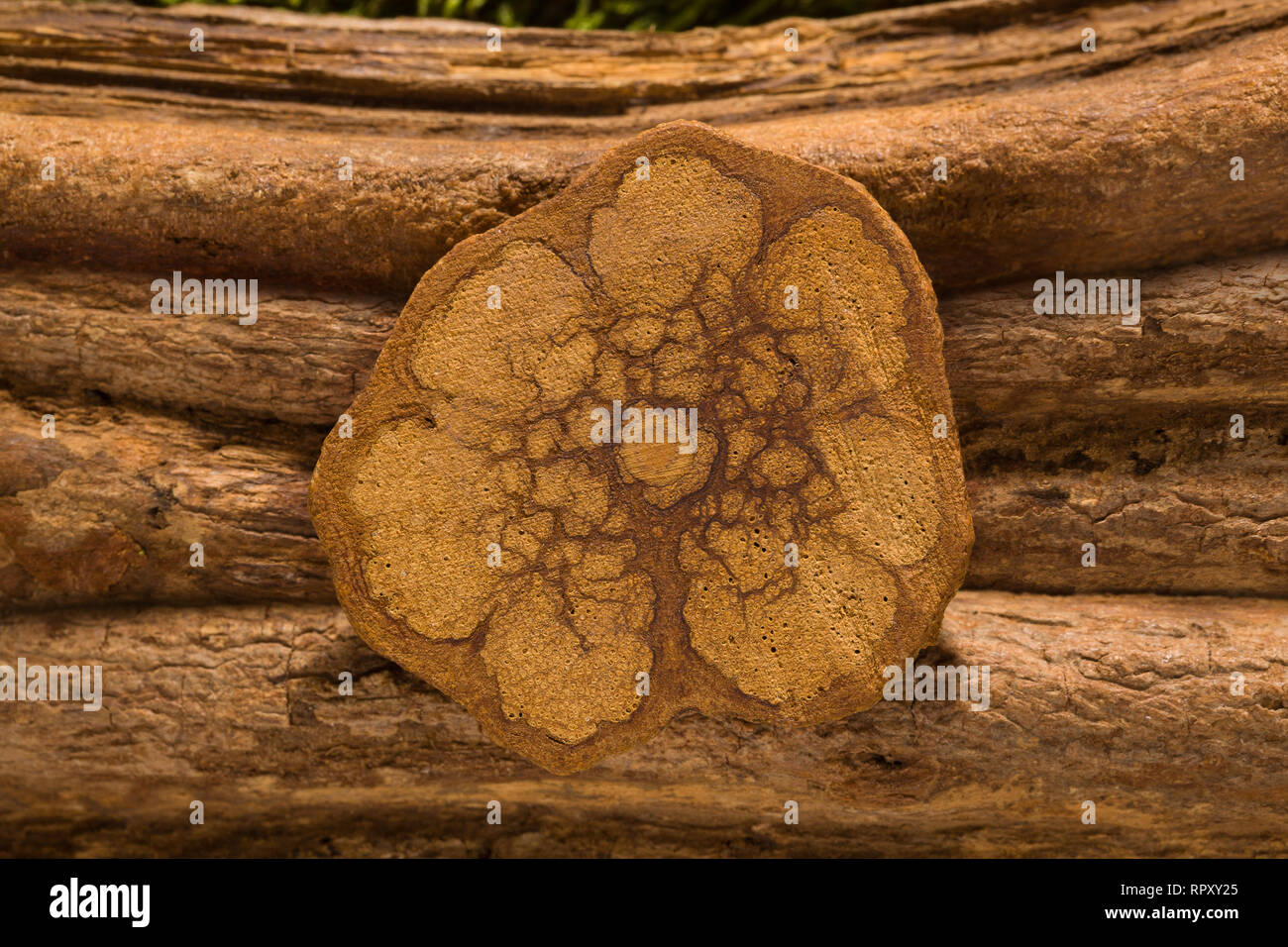 Banisteriopsis caapi, ayahuasca legno e sezione trasversale. Foto Stock
