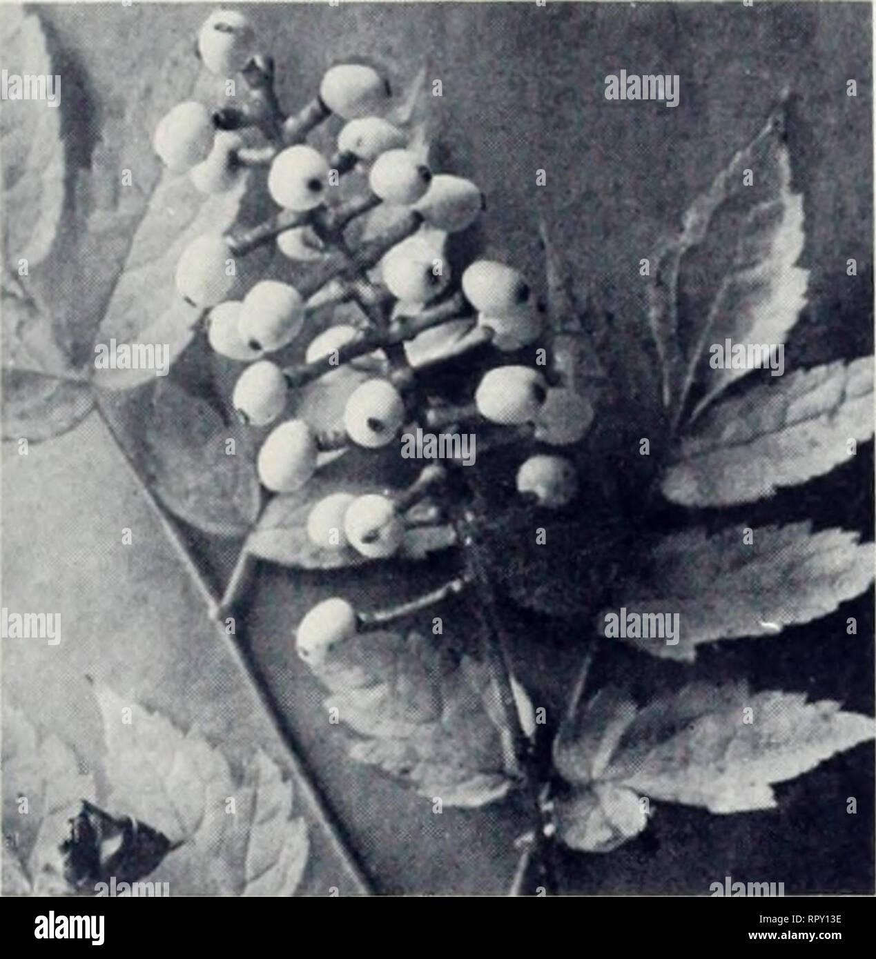 . I vivai di Aiken. Piante Vermont cataloghi; alberi Vermont cataloghi; fiori selvatici Vermont cataloghi; vivaio Vermont cataloghi; Verdure Vermont cataloghi; orticoltura Vermont cataloghi. Il AIKEN vivai, PUTNEY, Vermont pagina 3. Molti tipi di fiori selvatici sono comunemente accettate piante da giardino e sarà trovato elencati sotto le piante perenni. Quelli offerti in queste pagine si trovano solo raramente nel confine del giardino oppure la domanda di una posizione speciale o trattamento speciale- mento. Pionieristico con fiori selvaggi vi assisterà nella crescita di tutti i tipi che abbiamo elencato qui. WHITE BANEBERRY, occhi di bambola, Aciaea clba. Foto Stock