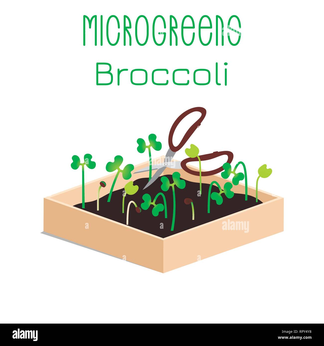 Microgreens Broccoli. Crescere microgreen in una scatola con il terreno. Il taglio del raccolto con le forbici. Integratore vitaminico, cibo vegan Illustrazione Vettoriale
