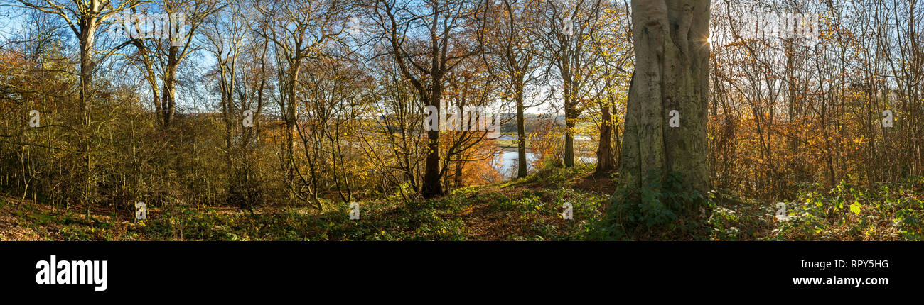 Panorama di Berwick boschi in autunno, Northumberland, Regno Unito Foto Stock