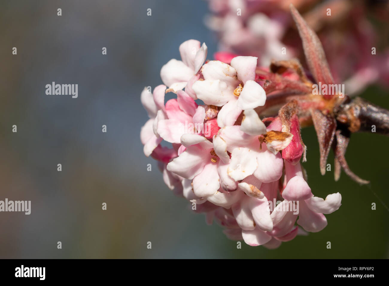 Viburnum (Viburnum farreri), fiori dei giardini Foto Stock
