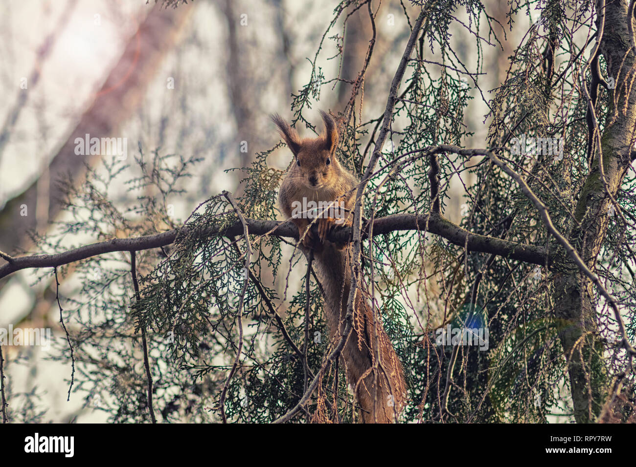 Scoiattolo rosso nei rami di alberi con un bellissimo bokeh di fondo. Bel ritratto di un roditore su un albero. Animali selvatici Foto Stock