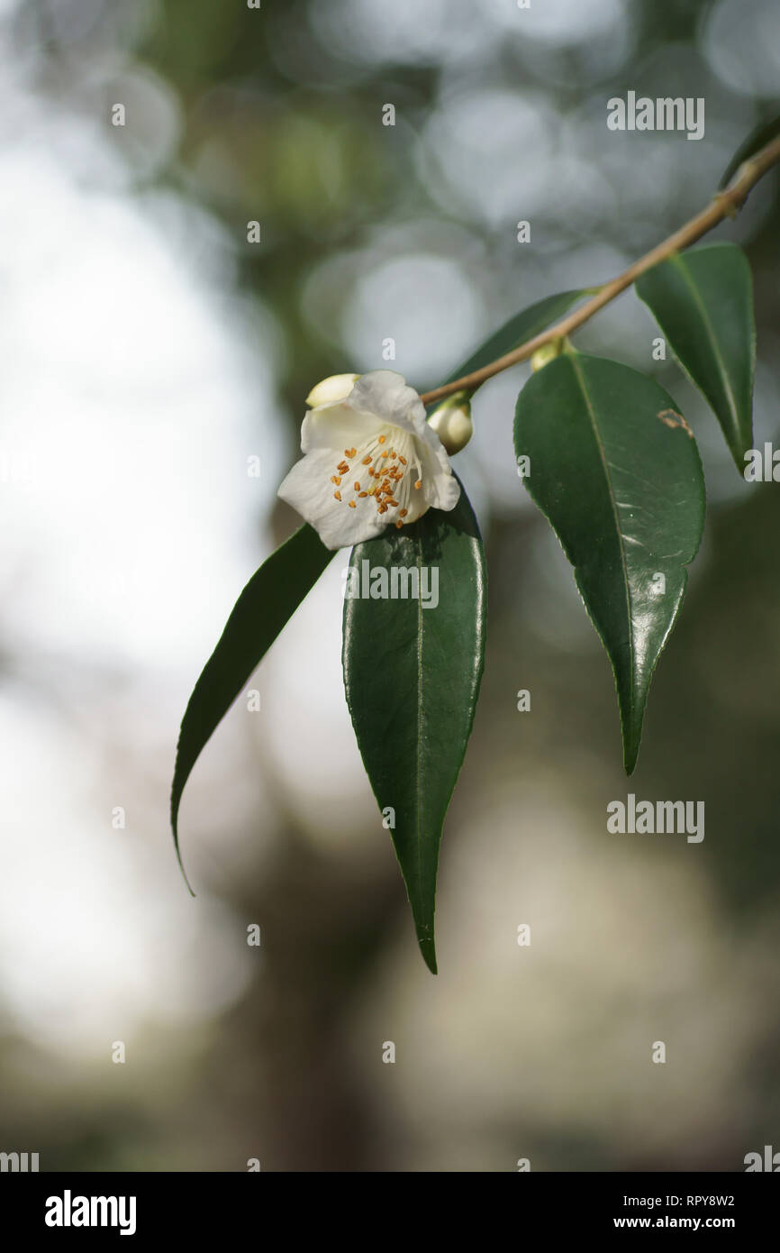 Fiore di Camellia cuspidata una specie dalla Cina Foto Stock