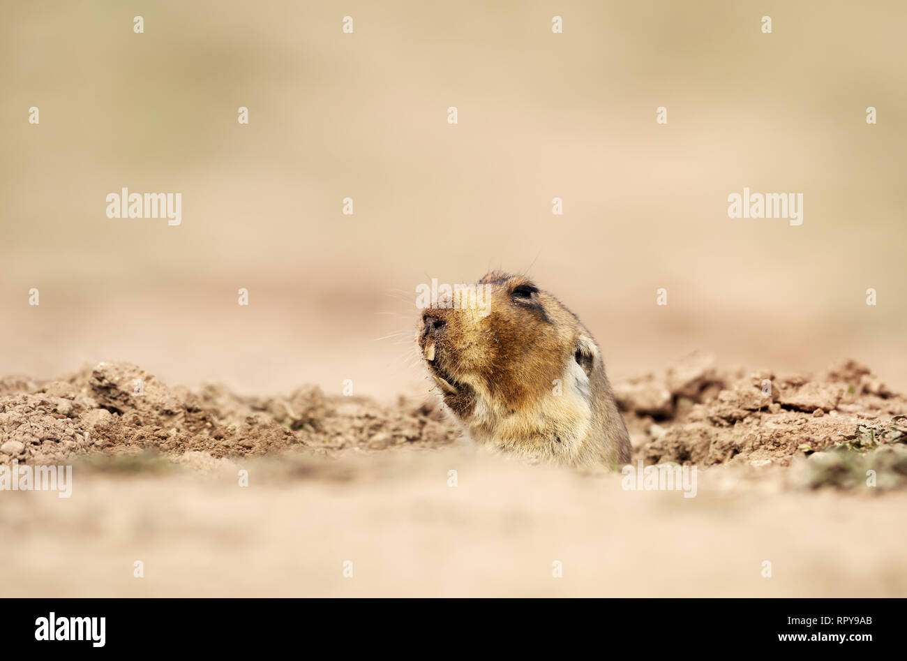 In prossimità di un grande capo-africana di mole-rat, montagne di balle, Etiopia. Foto Stock