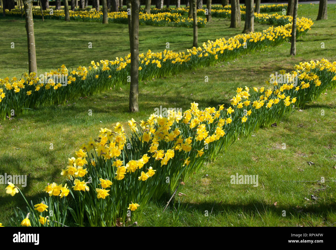 RAF Cranwell narcisi stand per l'attenzione! Foto Stock