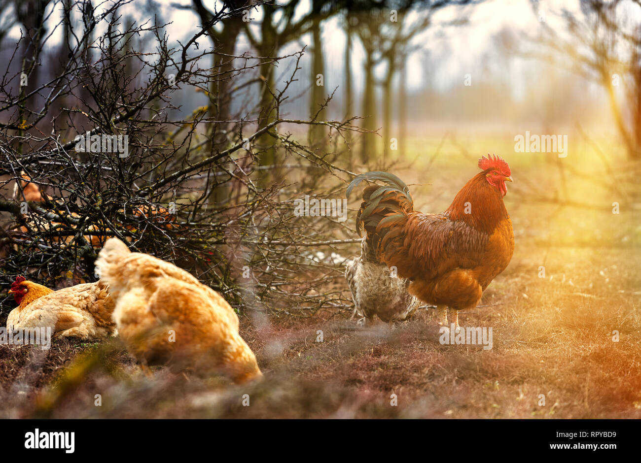 La Rooster con alba sullo sfondo del cielo Foto Stock