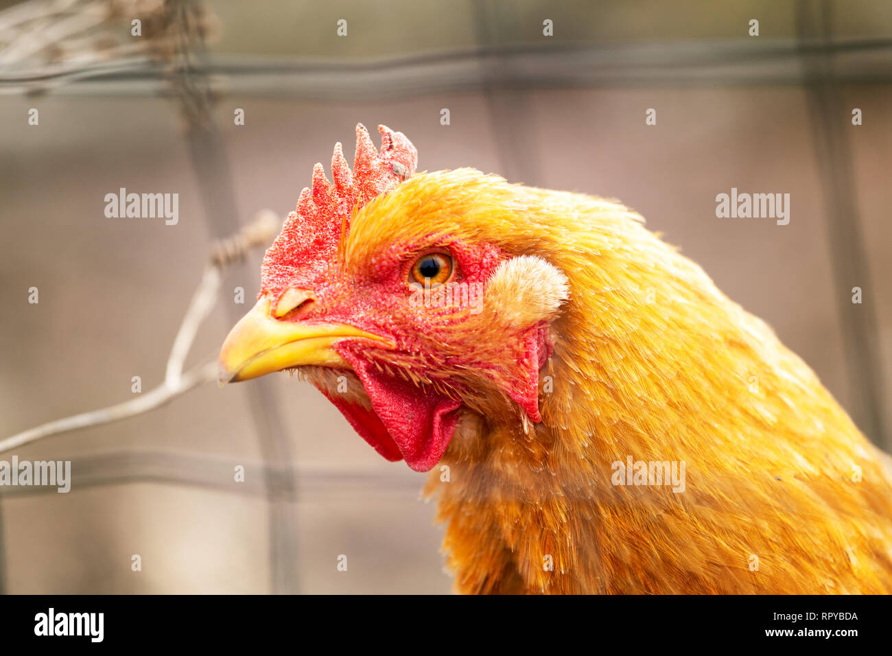 Closeup ritratto di una buona ricerca pollo Foto Stock