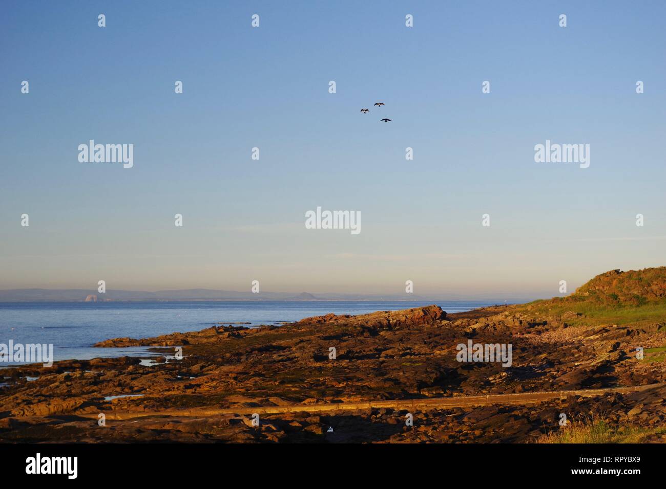 Tre Shags in volo sopra esposta in arenaria carbonifero Geologia lungo il robusto Fife Coast a Fife Ness su un estati soleggiate mattina. La Scozia, Regno Unito. Foto Stock