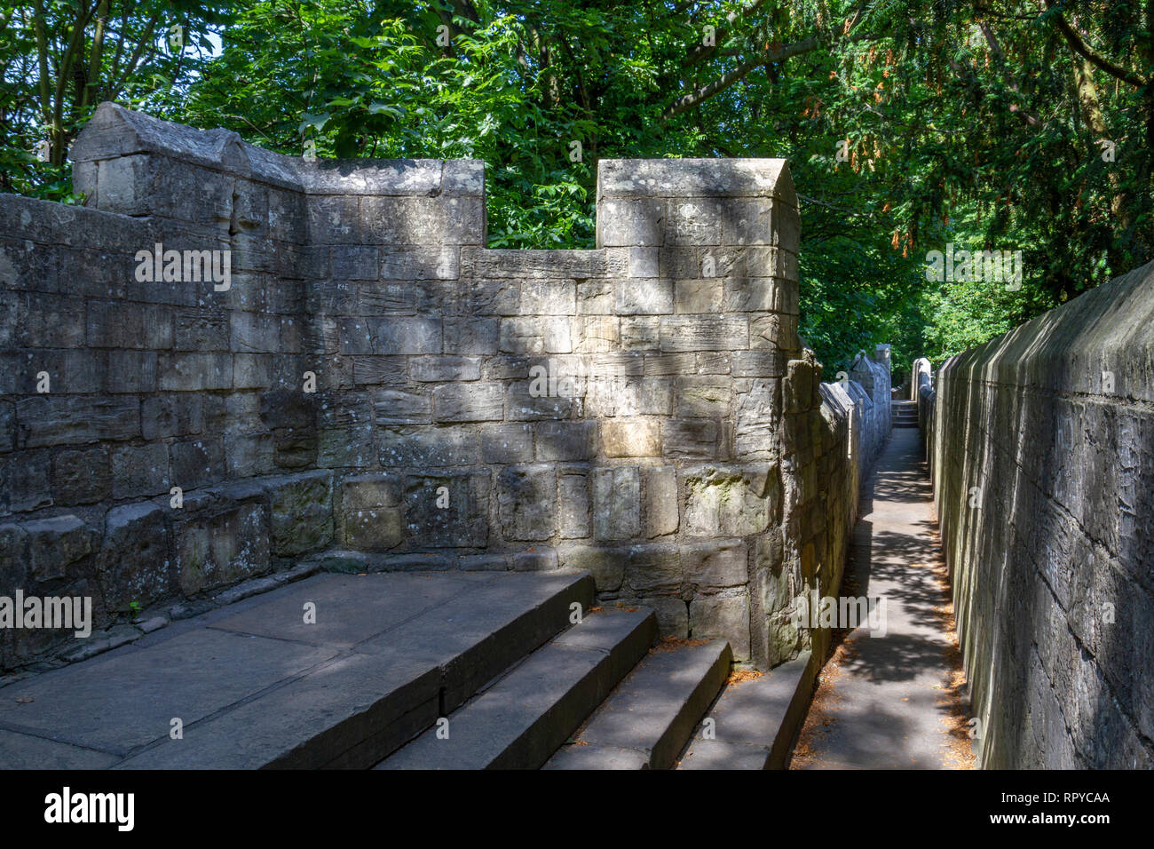 Un albero coperto sezione (sul lato occidentale del muro di cinta romano intorno alla città di York, UK. Foto Stock