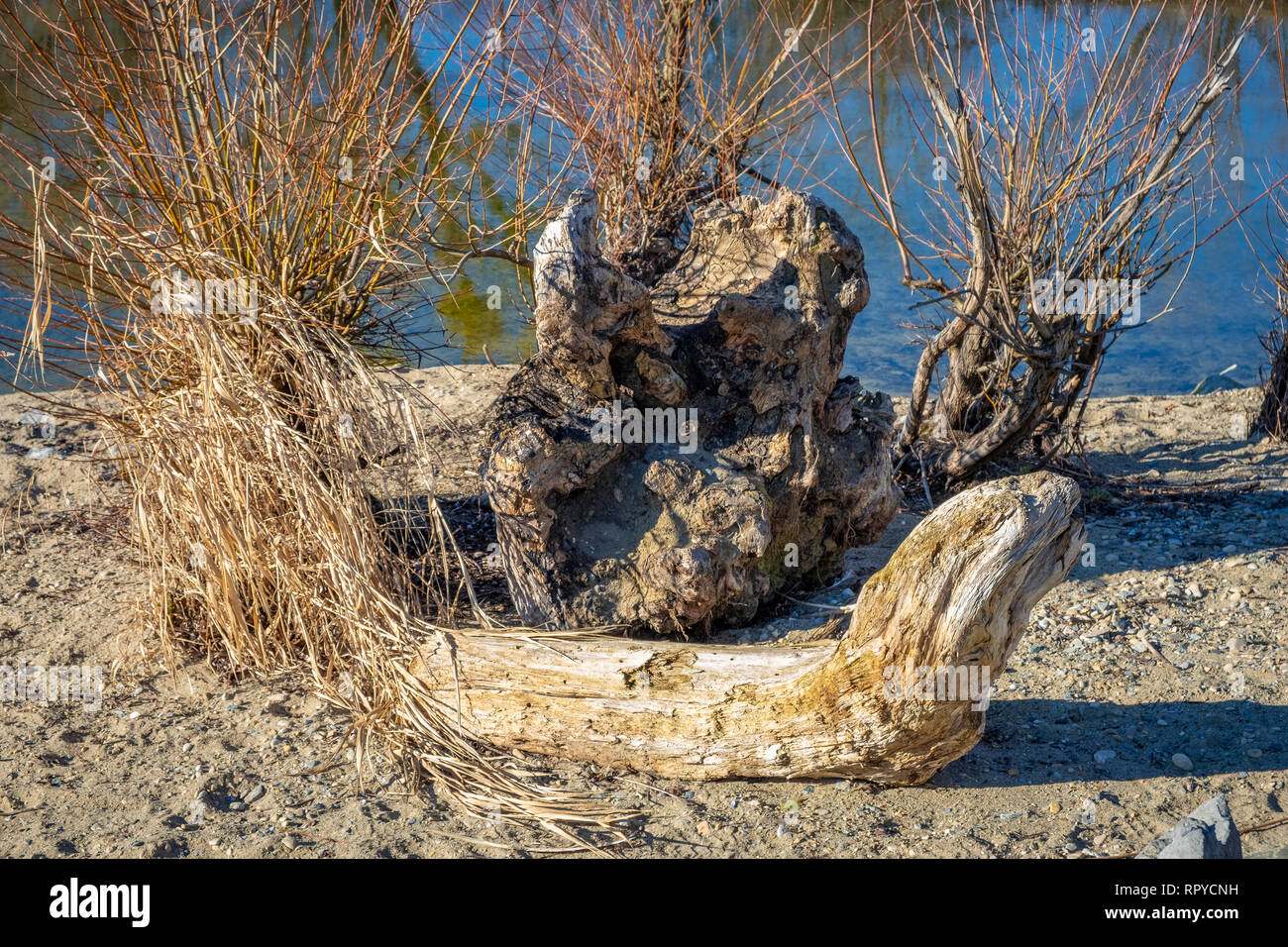 Baumstumpf und Schwemmholz am Bodensee Foto Stock