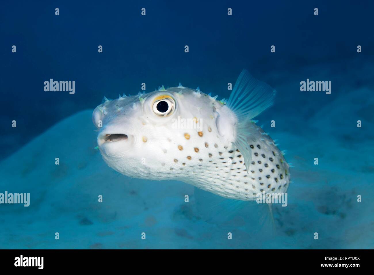 Spotbase burrfish (Chilomycterus spilostylus) nuota su fondo sabbioso, Mar Rosso, Egitto Foto Stock