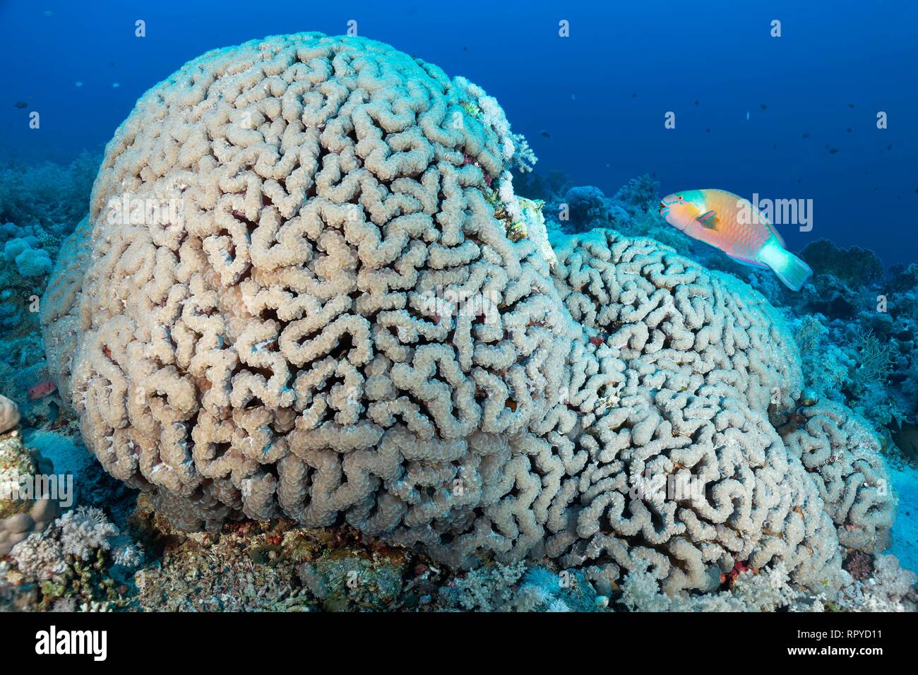 Bubble Coral (Plerogyra sinuosa) con pesci pappagallo Bullethead (Chlorurus sordidus), Mar Rosso, Egitto Foto Stock