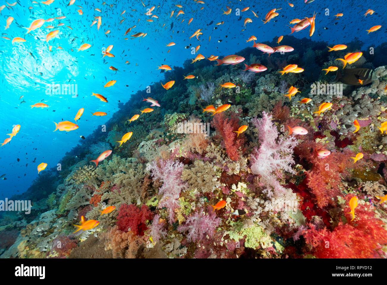 Coral reef, reef rifiuti fittamente ricoperta da molti diversi coralli molli (Alcyonacea), pietroso coralli (Scleractinia) e Anthias Foto Stock