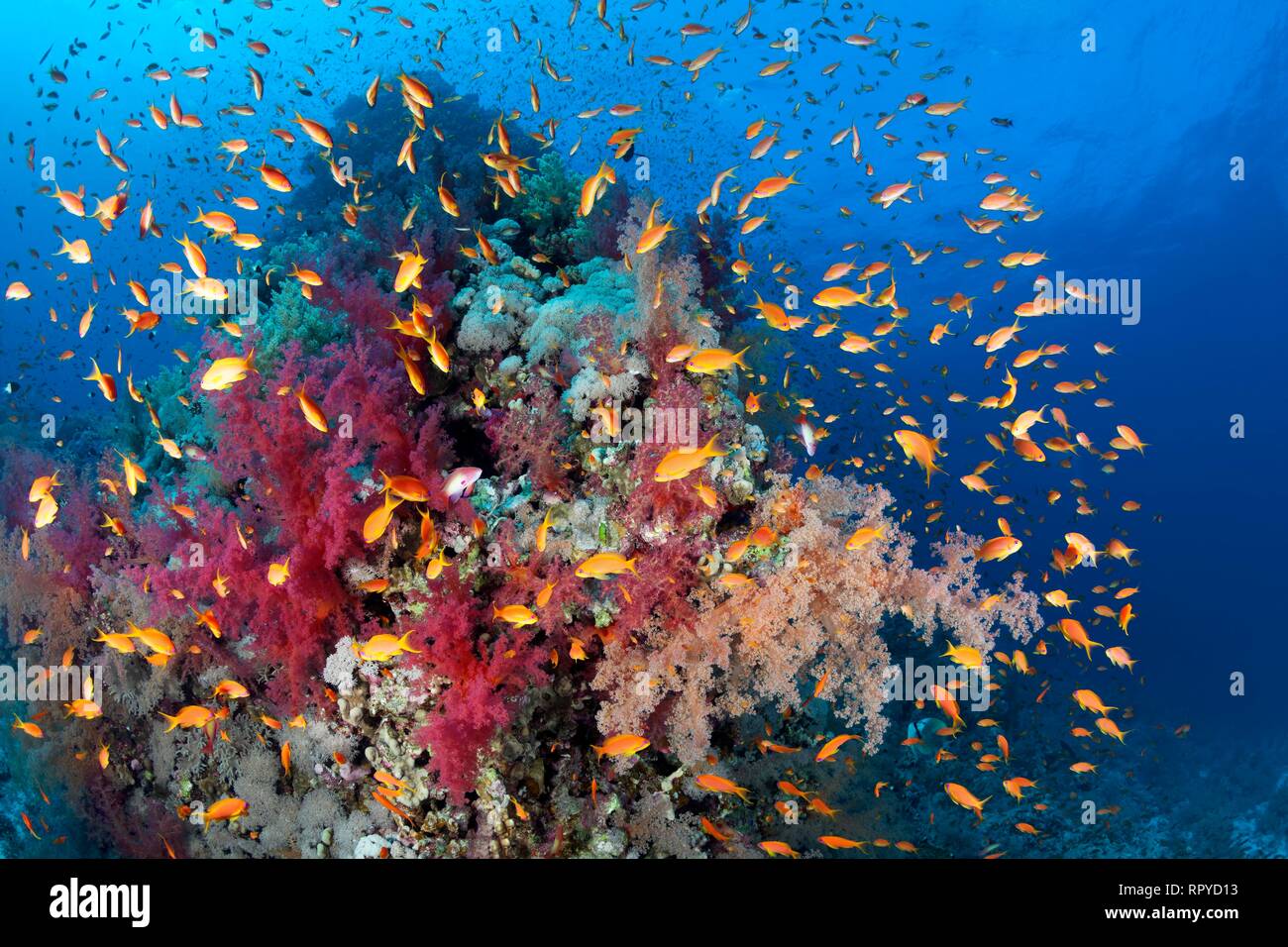Coral reef, blocco di corallo densamente coperti con Klunzinger di coralli molli (Dendronephthya klunzingeri), sciame Anthias (Anthiinae) Foto Stock