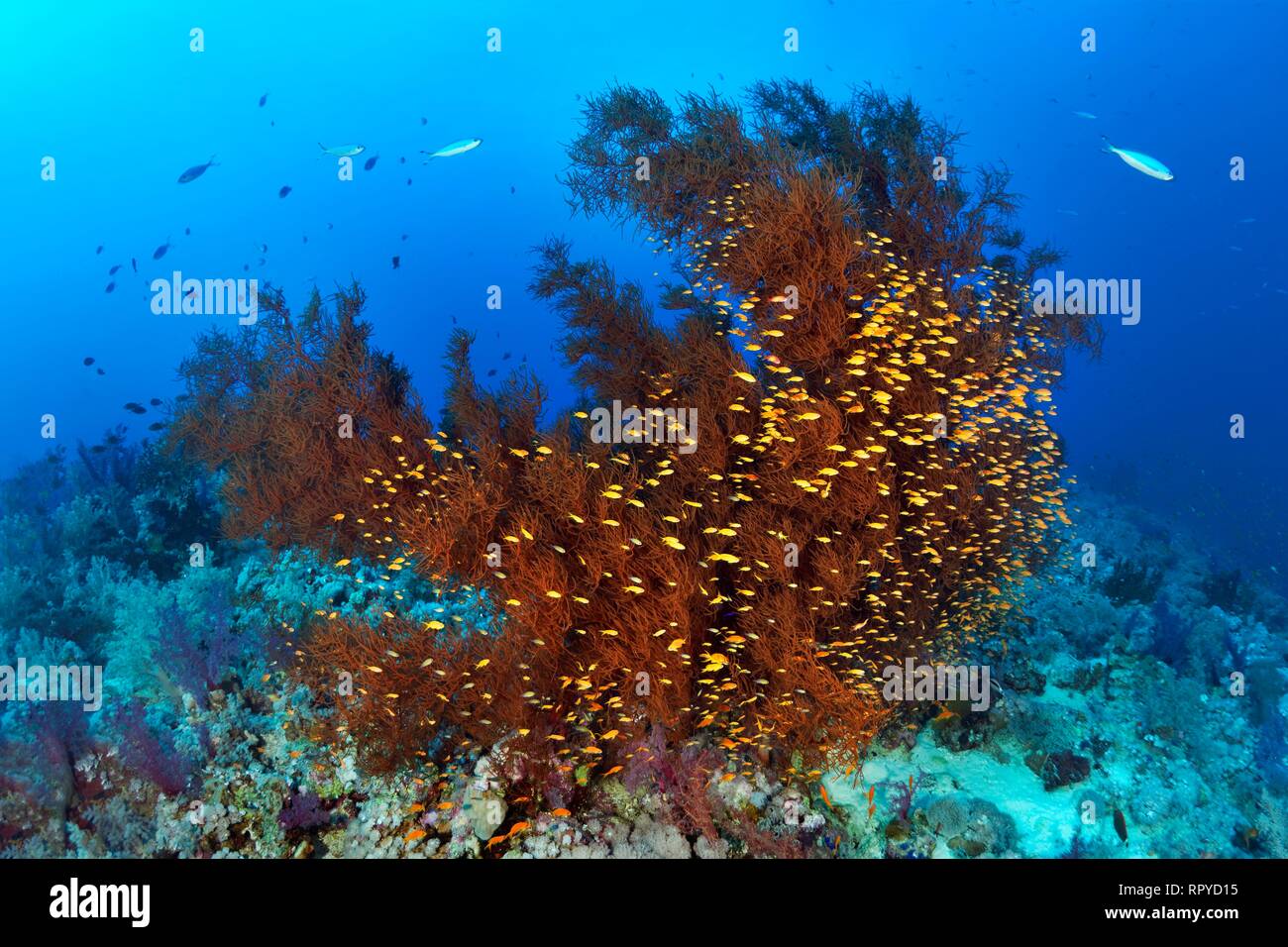 Coral reef di corallo nero (Antipathes dichotoma) e Swarm Anthias (Anthiinae), Mar Rosso, Egitto Foto Stock