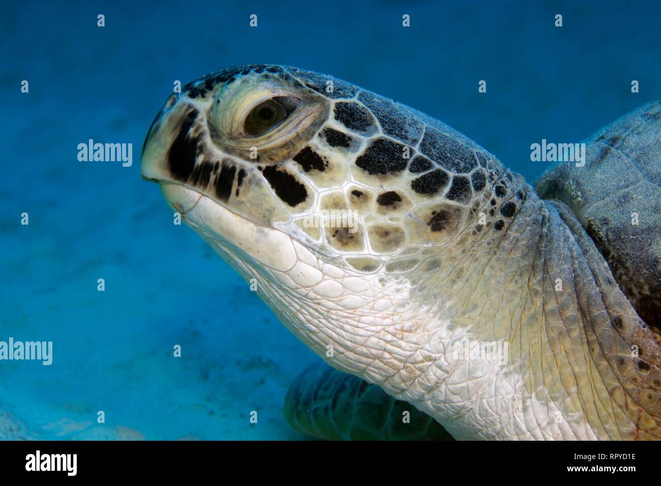 Tartaruga Verde (Chelonia Mydas) anche , ritratto dalla parte anteriore, Mar Rosso, Egitto Foto Stock