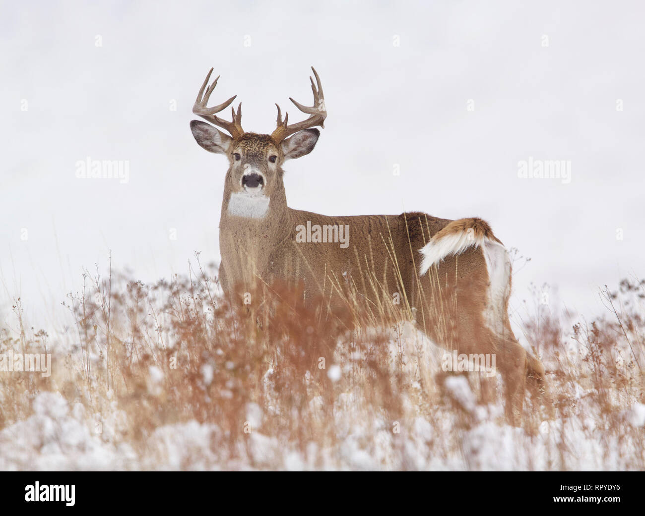 Culbianco Deer buck in un innevato paesaggio del midwest cervo durante la stagione di caccia Foto Stock