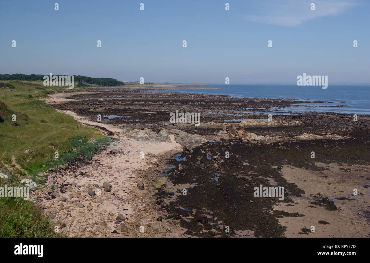 Esposte in arenaria carbonifero Geologia lungo il telecomando, aspro e selvaggio Fife Coast a bassa marea. La Scozia, Regno Unito. Foto Stock