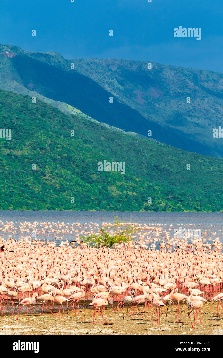 Panorama con un grande gregge di fenicotteri rosa sulla riva del lago Baringo. Kenya, Africa Foto Stock