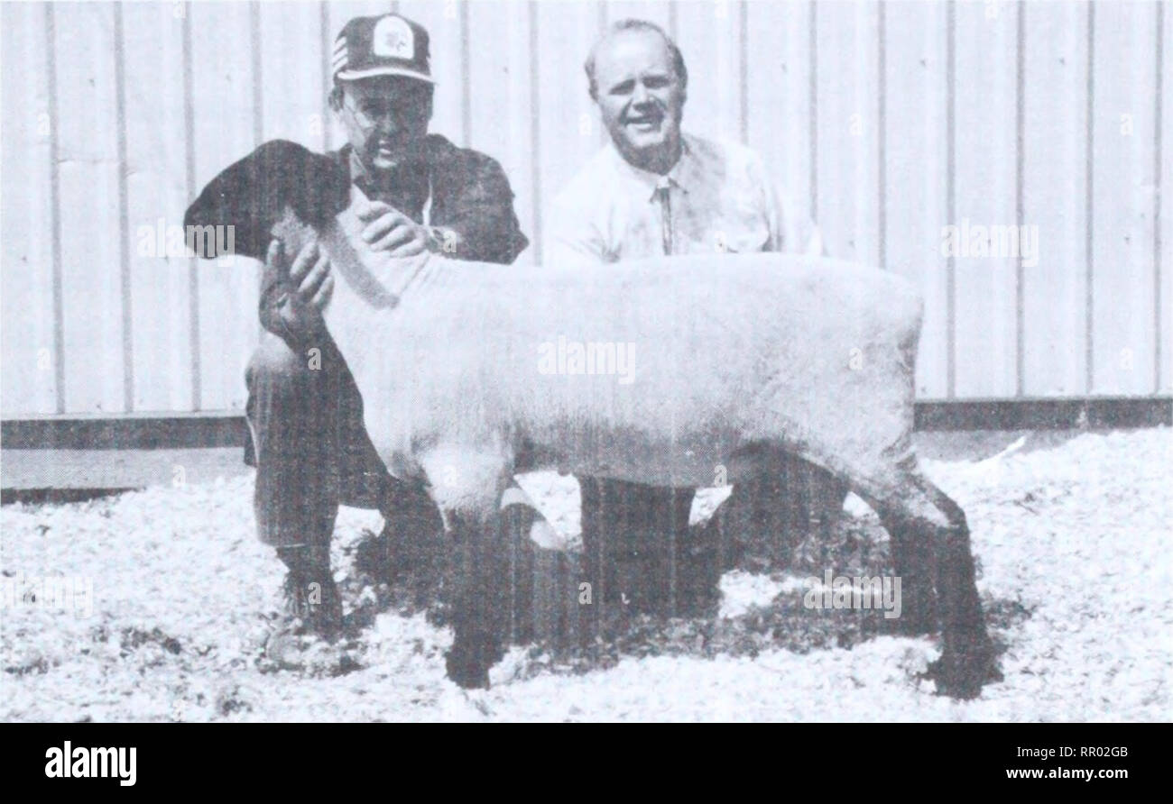 . Agri-news. L'agricoltura. 00 Alberta pecore in più rapida crescita nel mondo (seguito). Reg Marler, di Sherwood Park, sinistra era proprietario della parte superiore che vende 1986 ram, Sherwood 10U, che è stato acquistato per $950 da Walt Strand su Lethbridge. Ci sono circa 2 mila persone in Alberta che pecore, dice Knapp notando ciò include gli agricoltori per hobby con due o tre animali, a tempo pieno i produttori con diverse centinaia di pecore. Circa la metà degli agnelli in Alberta sono cresciute fuori per introdurre sul mercato peso nel feedlot, mentre l'altra metà sono allevati su pascoli. Perché i produttori di Alberta non hanno accesso a come molta erba e sono f Foto Stock