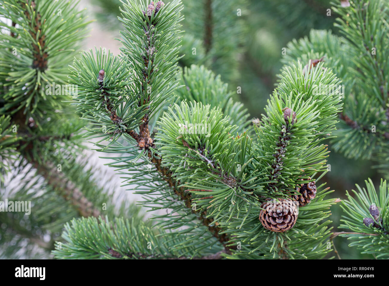 Pino mugo ramoscello con coni closeup Foto Stock