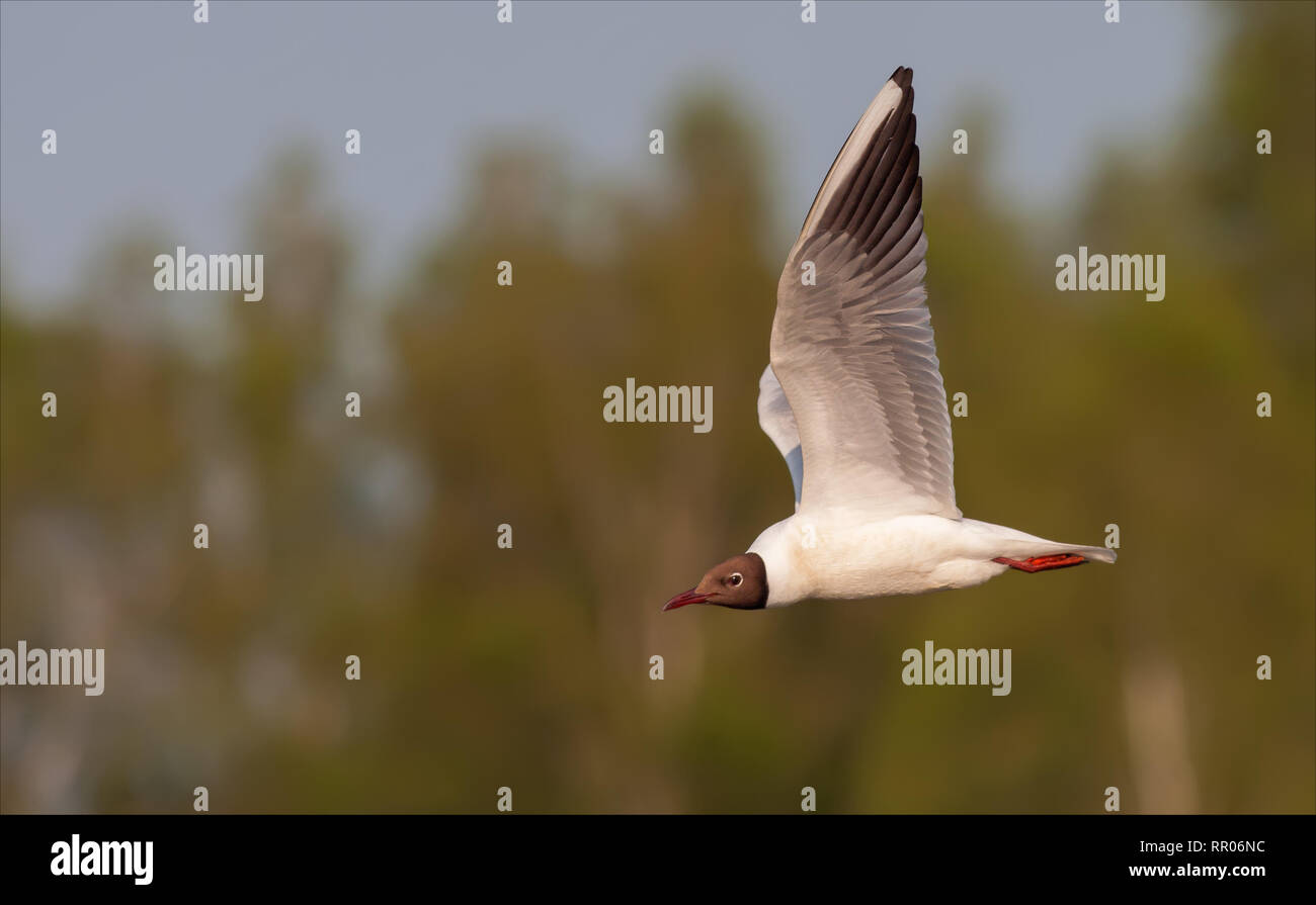 A testa nera gabbiano volare oltre il fiume e gli alberi Foto Stock