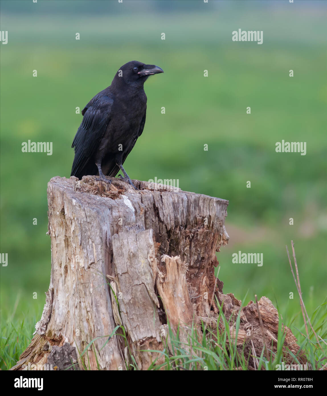 Raven comune seduto su un moncone di grandi dimensioni Foto Stock