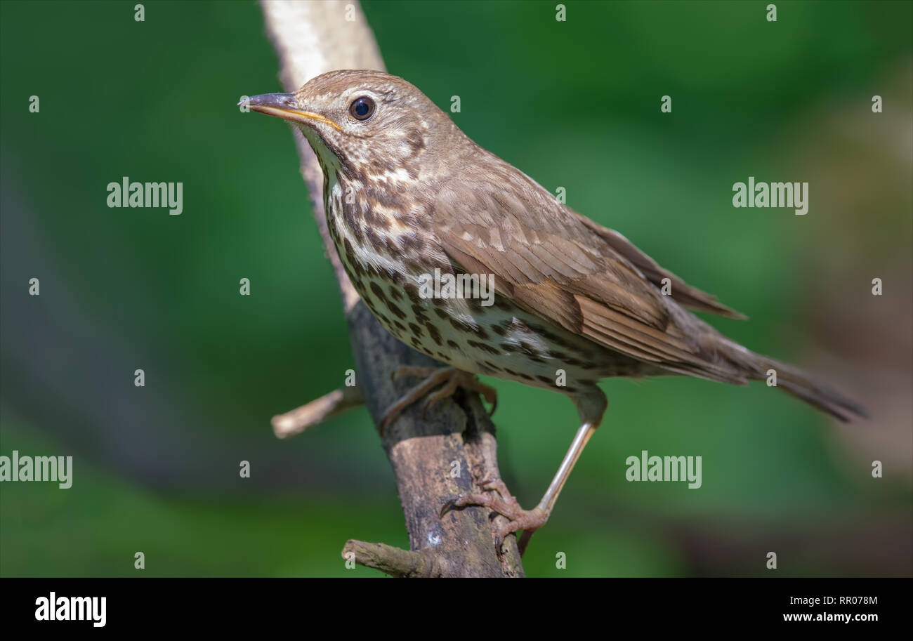 Tordo sul ramo vicino shot ritratto Foto Stock